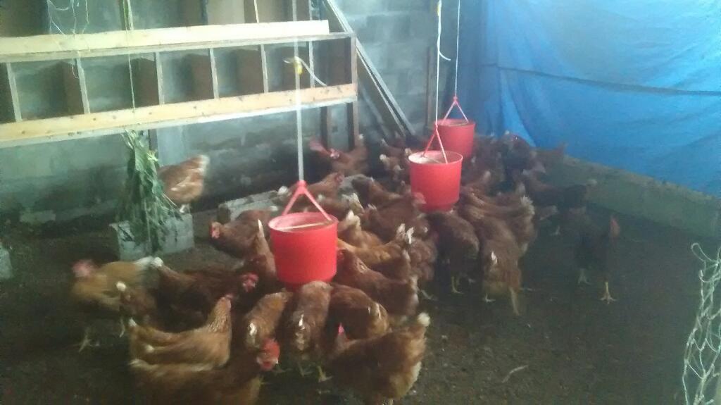 Vendo Gallinas Ponedoras O Cambio por Mo